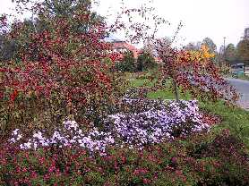 Rajska jabłoń i astry (Ogród Botaniczny PAN)