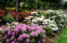 Rododendrony (Ogród Botaniczny PAN)